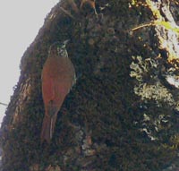 White-striped Woodcreeper