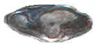 Abalone