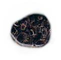 Turritella Agate