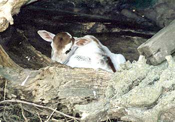 Zebu Calf