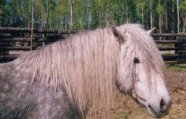 Huurteen Lumiturpa