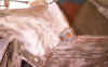 rustInSill6.jpg (31988 bytes)