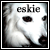 American Eskimo