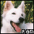 White German Sheperds