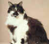 mainecoon003.jpg (7220 bytes)