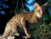 ocicat003.jpg (45545 bytes)
