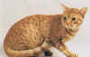 ocicat004.jpg (22001 bytes)