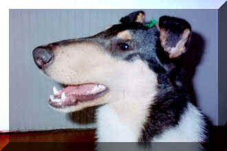 Floydhead.jpg (8932 bytes)
