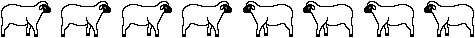 sheeprul6.gif (1507 bytes)