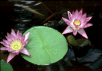 Lily