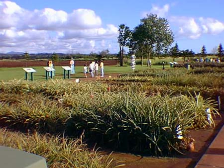 Dole Pineapple Gardens
