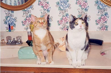 Gabrielle(left) and Angel(right)on the bathroom sink