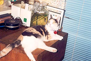 Angel laying on a table