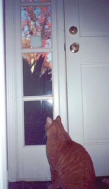 Kippy waiting to go out