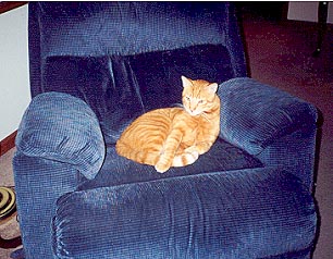 Kippy in recliner