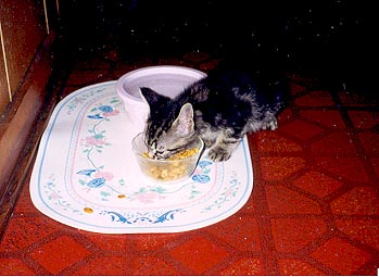 Lulu chows down
