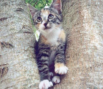 Marie climbs a tree