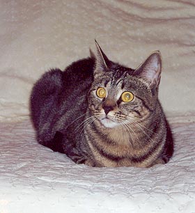 Lulu