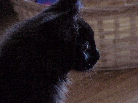 Zelda in profile