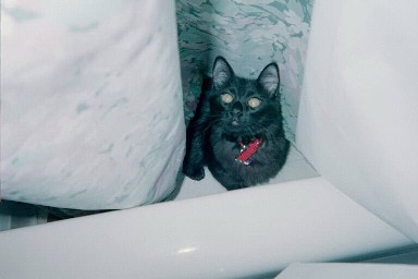 Is Zelda playing Hide and Seek?