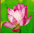 Lotus Sutra Net