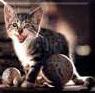 catraised.jpg (3037 bytes)