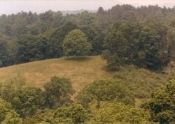 tree on hill