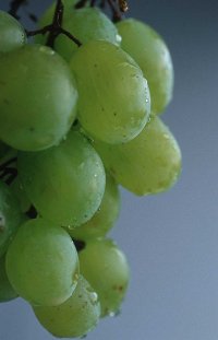 grapes