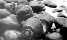 A bomb that has washed up on a beach on Tokdo