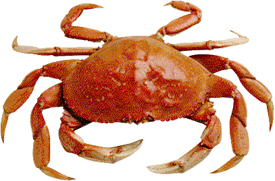 Click for 

Maryland Crab Cake Recipe