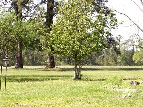 Our lovely backyard and pasture
