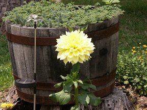 a really excellent bloom something tropical we bought tuber and grew it