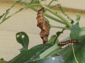 cocoon and caterpiller on passion flower