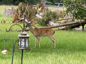 Deer in side road
