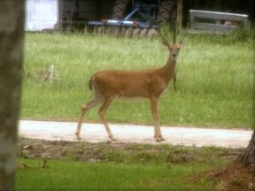 Deer in side road
