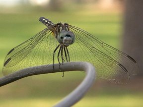 posing dragonfly