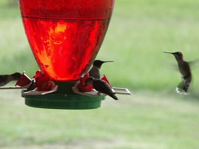 A few hungry Hummers 