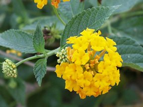 lantana up close