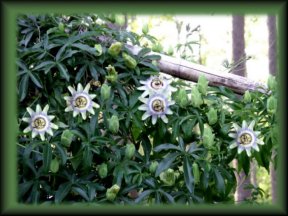 Passion Flowers and vines
