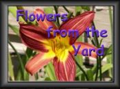 Flowers from around our yard