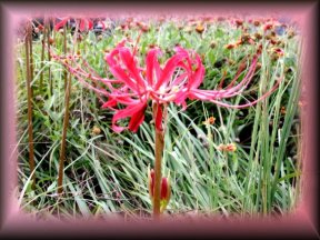 do not know what this is but it is purty