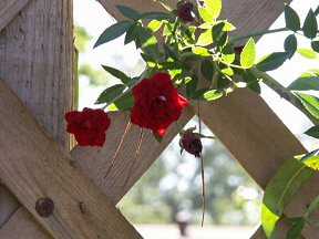 rose trellis with tiny climbing roses
