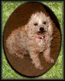 Rosie O.Doo aka DOOKEY dog