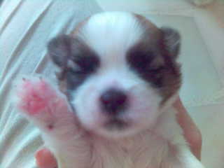 I can wave my paw with eyes closed @ 2 weeks.. winkwink!
