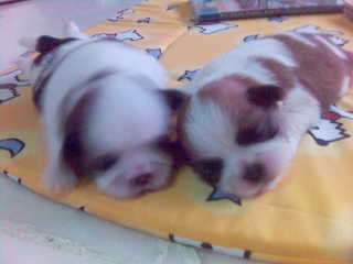 Dreaming of milk, milk, milk ... zzz