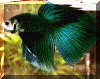 Black Green marble geno piebald male.gif (84918 bytes)