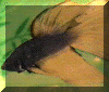Chocolate male 3.gif (103814 bytes)