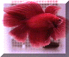 DTred Gorgeous males fighting web.gif (78893 bytes)