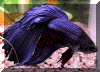Royal_blue_super_delta_tail_web.gif (47555 bytes)