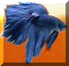 Steel Melano geno ST 2 Faith.gif (98768 bytes)